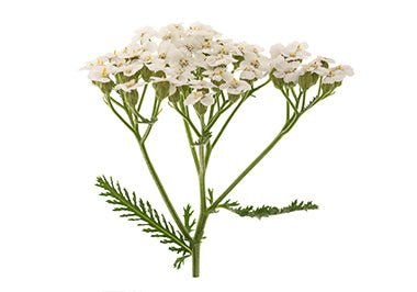 Calming Face Cream 50ml - Dr. Konopka - Face Cream - Eco Natural Products