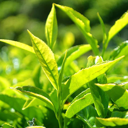 Chili Burn 60 Tablets - New Nordic - Botanical & Food Supplements - Eco Natural Products