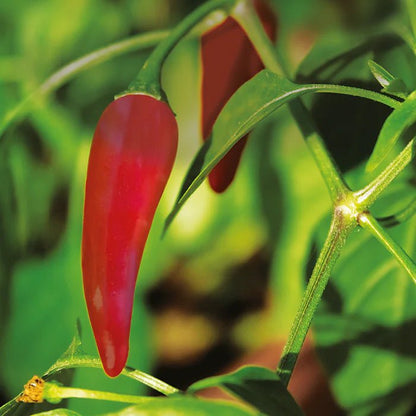 Chili Burn 60 Tablets - New Nordic - Botanical & Food Supplements - Eco Natural Products