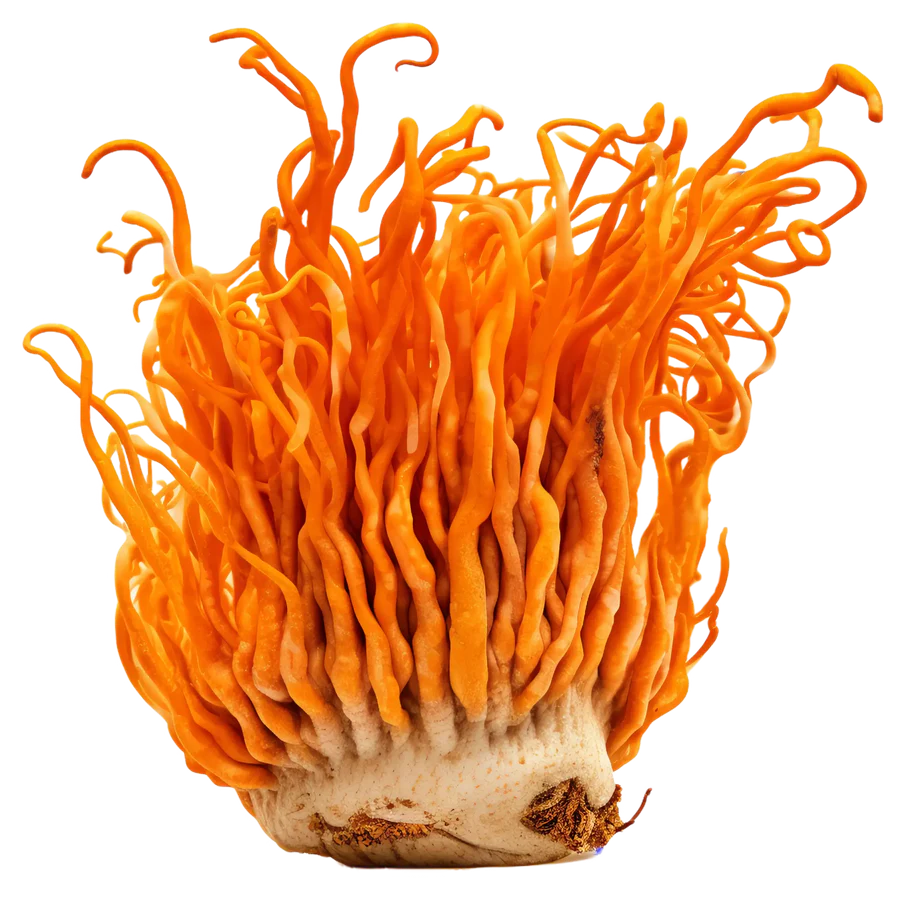 Organic Cordyceps 60 Caps