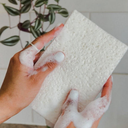 Eco Pop - Up Sponges Pack of 2 20g - Seep - Sponge - Eco Natural Products