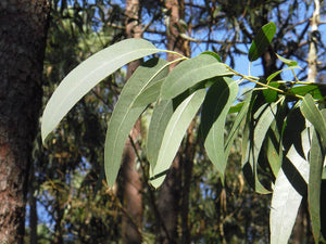 Pure Eucalyptus Essential Oil 100ml