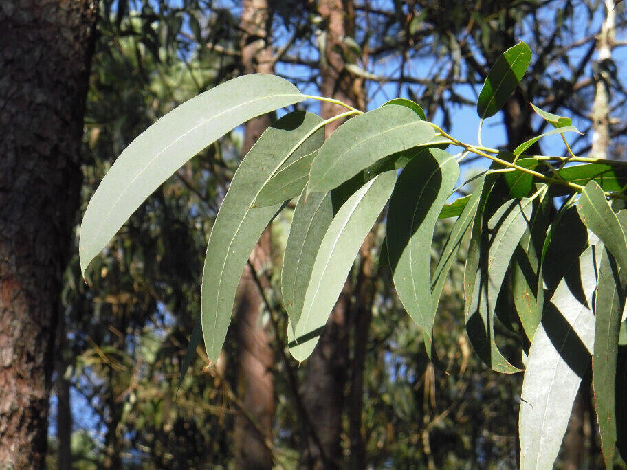 Pure Eucalyptus Essential Oil 10ml