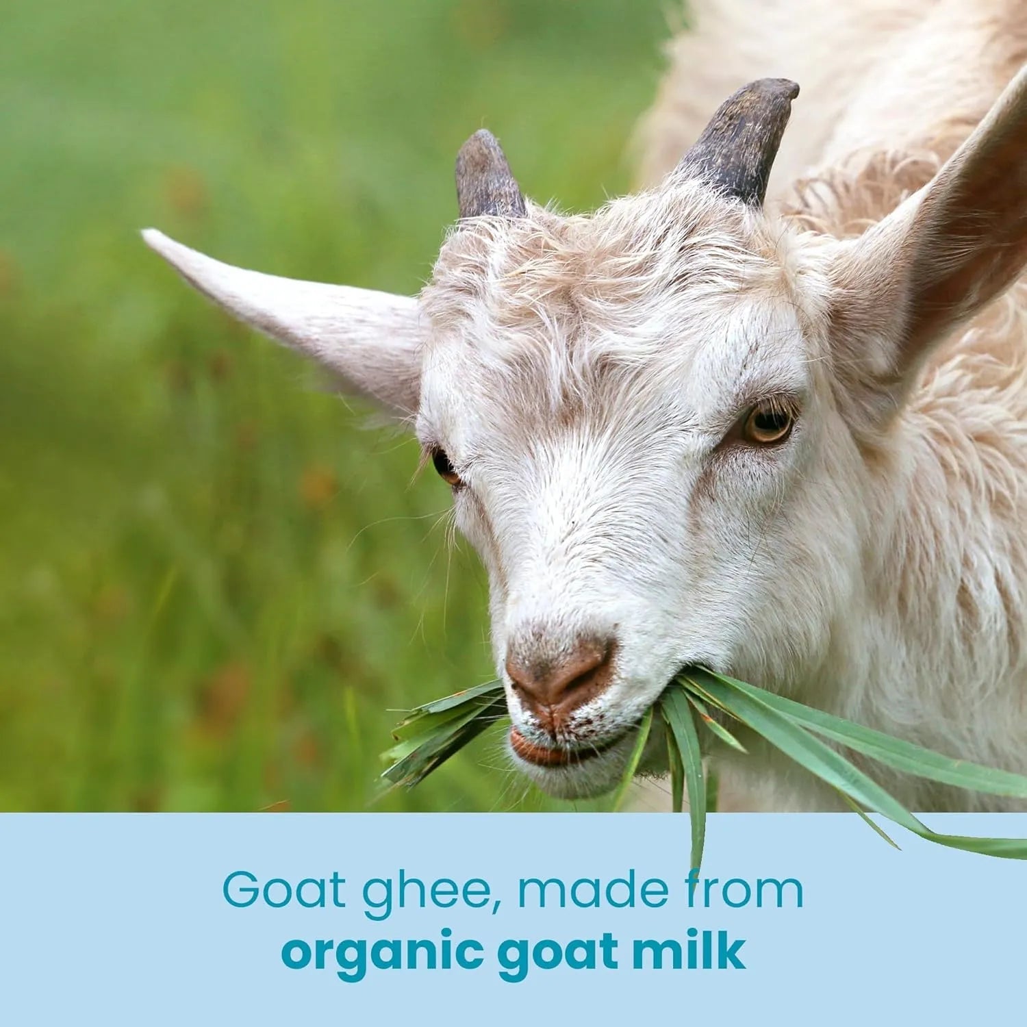 Goat Ghee 245g - Ghee Easy - Butter & Margarine - Ghee Easy