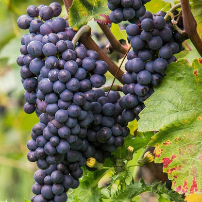 Grapeseed Pure Oil 100ml - Amour Natural - Essential Oil - Eco Natural Products