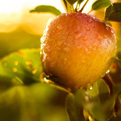 Honegar Honey and Apple Cider Vinegar 750ml - Rayners Essentials - Vinegar - Eco Natural Products