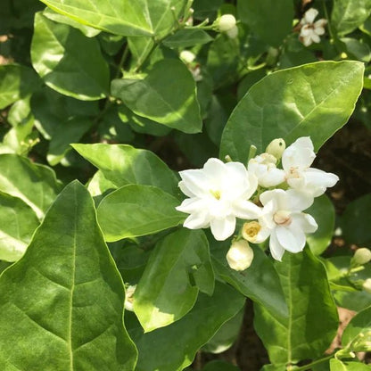 Jasmine Dragon Pearls Green Leaf Tea 50g - Dragonfly Tea - Green tea - Eco Natural Products