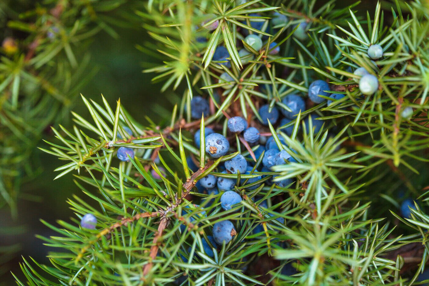 Juniperberry Pure Essential Oil 10ml - Amour Natural - Essential Oil - Eco Natural Products
