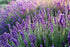 Lavender Water (Lavandula Angustifolia) 100ml