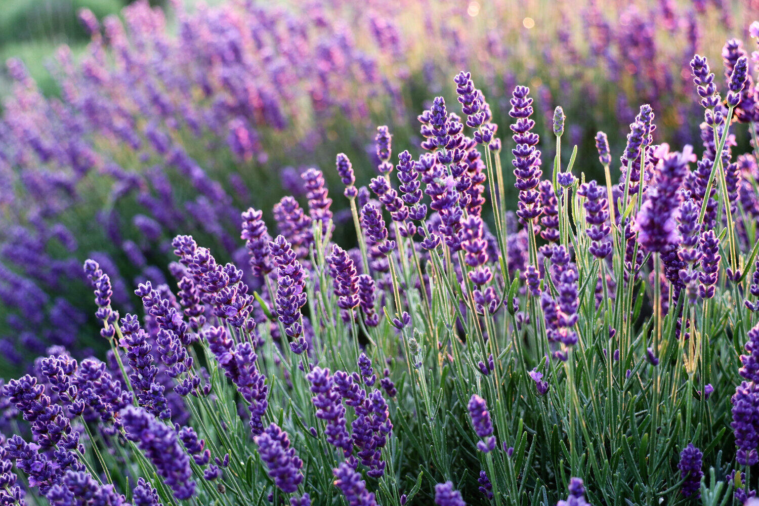 Lavender Pure Essential Oil 10ml