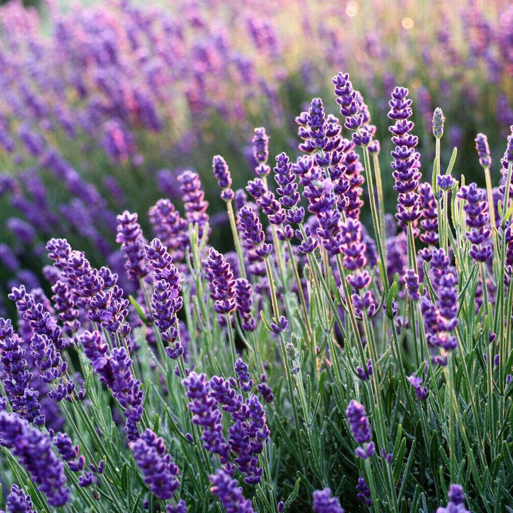 Lavender Pure Essential Oil 10ml/50ml - Amour Natural - Essential Oil - Eco Natural Products