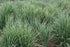 Lemongrass Pure Essential Oil 10ml