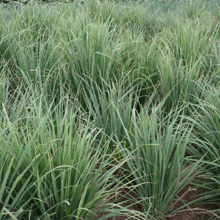 Lemongrass Pure Essential Oil 10ml - Amour Natural - Essential Oil - Eco Natural Products