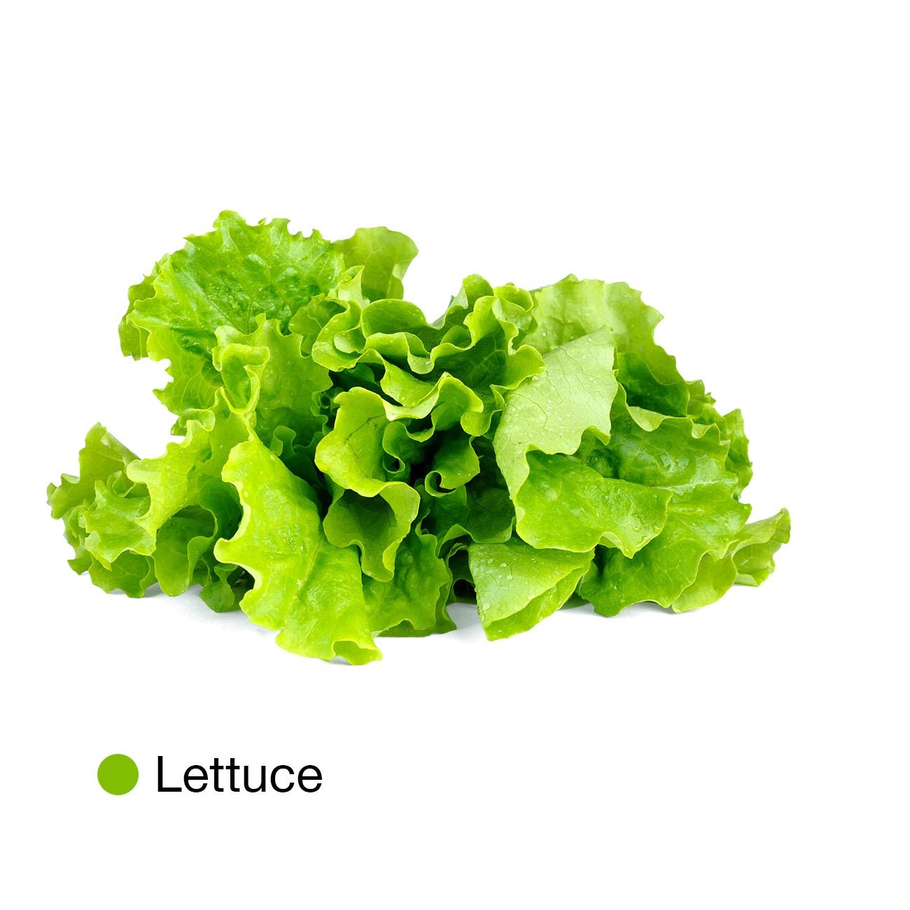 Lettuce Grow Pack Refill - Eco Natural Products - Bottle Farm - Seeds