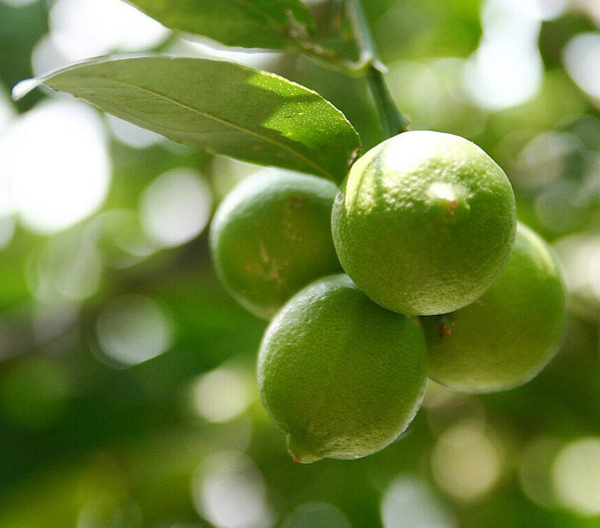 Lime Pure Essential Oil 10ml - Amour Natural - Essential Oil - Eco Natural Products