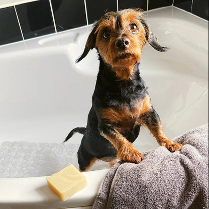 LiveCoco Natural Dog Soap 80g - LiveCoco - Acai - Eco Natural Products