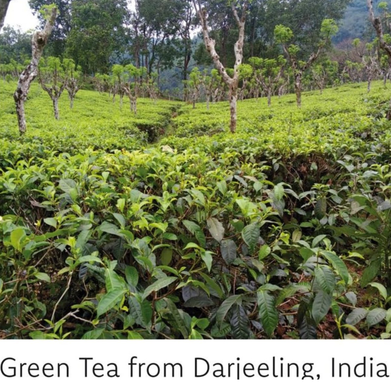 Lube & Massage Gel Green Tea 150ml - Fair Squared - Massage And Body Oil - Eco Natural Products