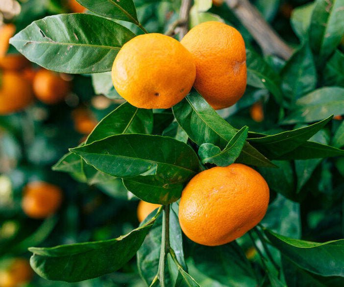 Mandarin Pure Essential Oil 10ml - Amour Natural - Essential Oil - Eco Natural Products