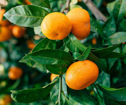 Mandarin Pure Essential Oil 10ml - Amour Natural - Essential Oil - Eco Natural Products