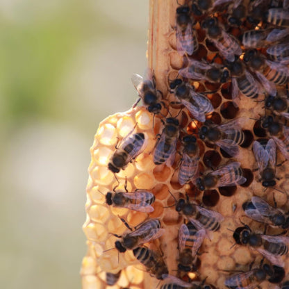 Manuka Honey MGO 100+ - Hilltop - Honey - Eco Natural Products