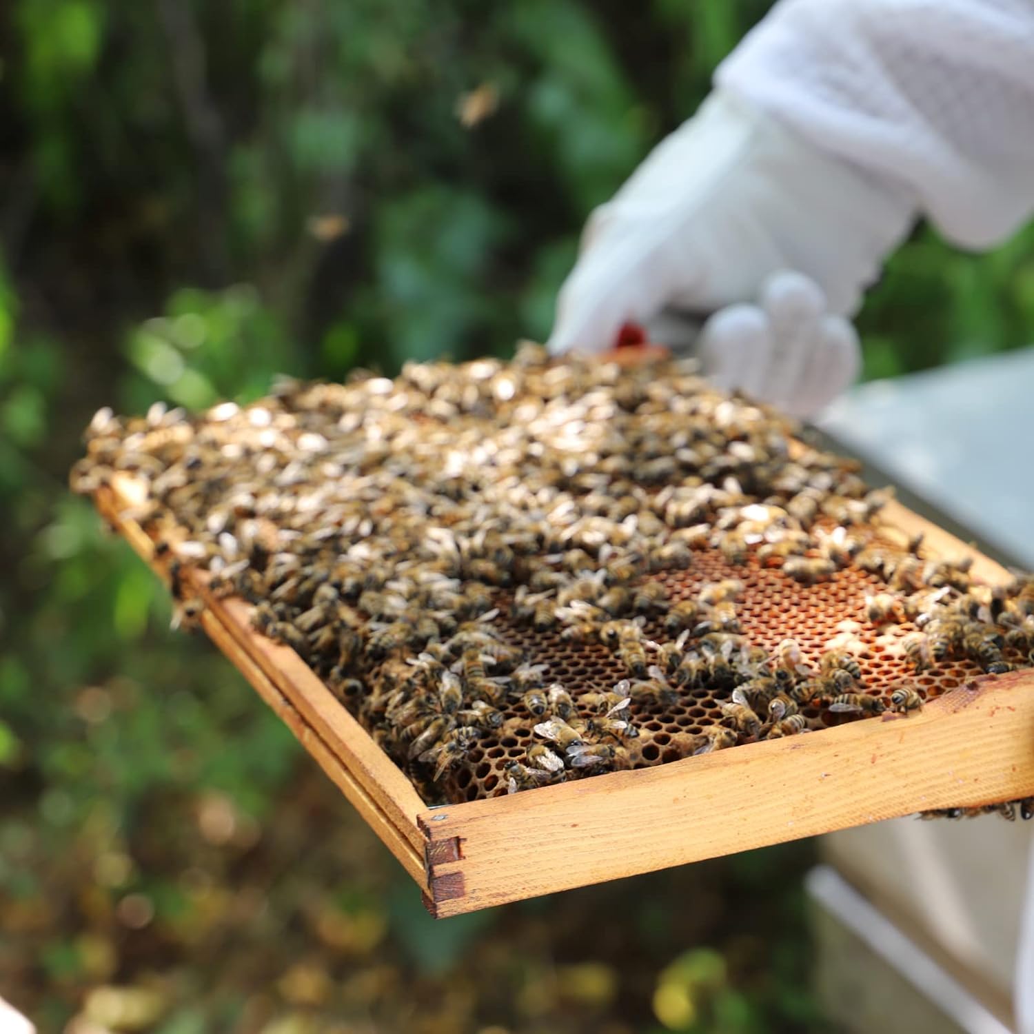 Manuka Honey MGO 100+ - Hilltop - Honey - Eco Natural Products