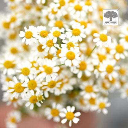 Melissa Dream 20 Tablets - New Nordic - Botanical & Food Supplements - Eco Natural Products