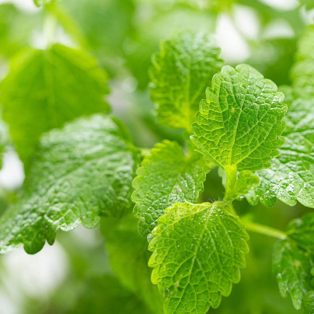 Melissa Dream 20 Tablets - New Nordic - Botanical & Food Supplements - Eco Natural Products