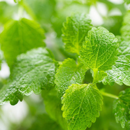 Melissa Dream 20 Tablets - New Nordic - Botanical & Food Supplements - Eco Natural Products