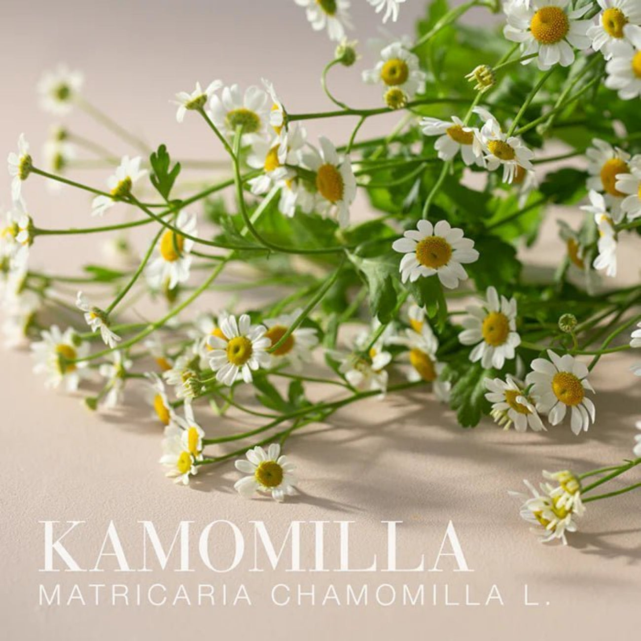 New Nordic - Melissa Dream 20 Tablets BBE 11.2026 - New Nordic - Herbal Supplements - New Nordic