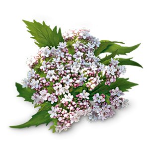 Organic Bedtime Herbal Tea 17bag - Yogi Tea - Tea - Eco Natural Products