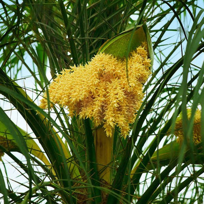 Organic Coconut Aminos 250ml - Rayners Essentials - Condiment - Eco Natural Products