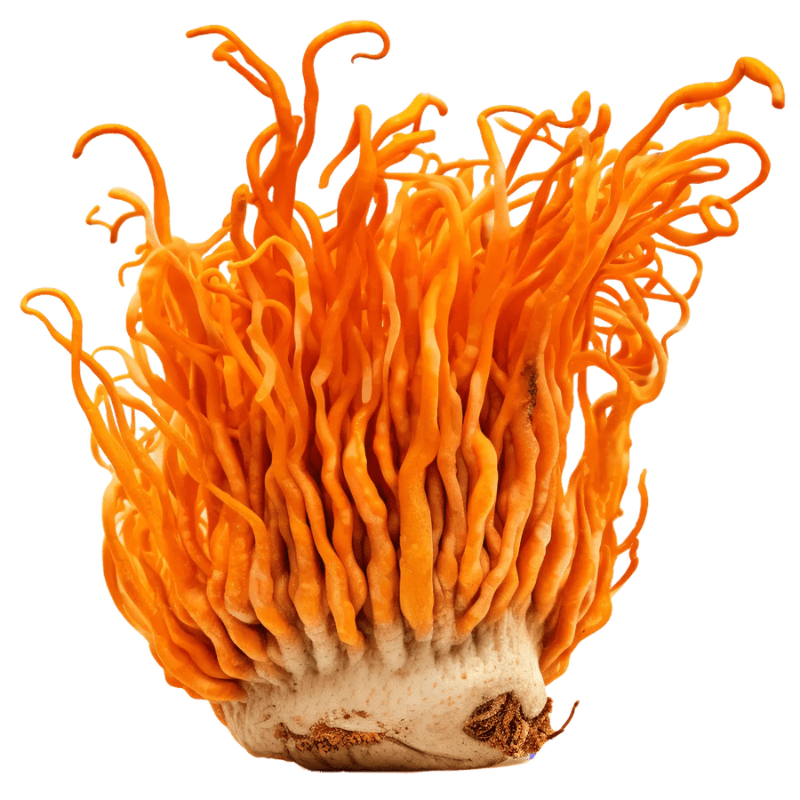 Organic Cordyceps 60 Caps - Mushrooms 4 Life - Food Supplement - Eco Natural Products