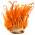 Organic Cordyceps 60 Caps - Mushrooms 4 Life - Food Supplement - Eco Natural Products