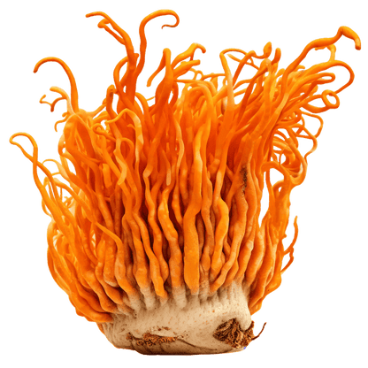 Organic Cordyceps 60g - Mushrooms 4 Life - Food Supplement - Eco Natural Products