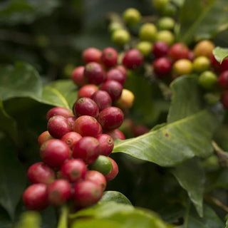 Decaf