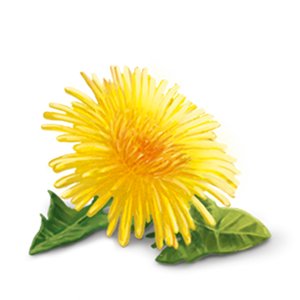 Organic Detox Dandelion with Lemon Herbal Tea 17 Bags - Yogi Tea - Tea - Eco Natural Products