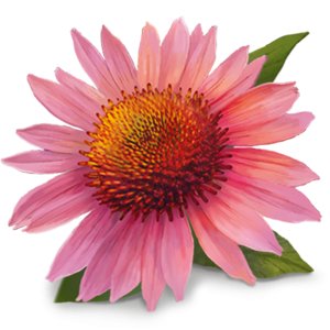 Organic Echinacea Herbal Tea 17 Bags - Yogi Tea - Tea - Eco Natural Products