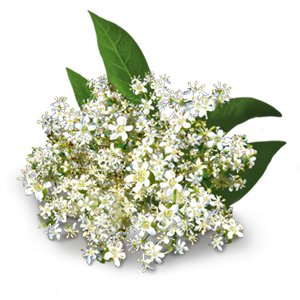 Organic Energy Tea Green 17 Bags - Yogi Tea - Tea - Eco Natural Products