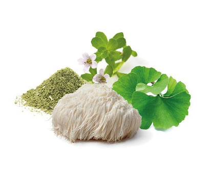 Organic Fermented Natural Nootropic 60 Capsules - Living Nutrition - Food Supplement - Eco Natural Products