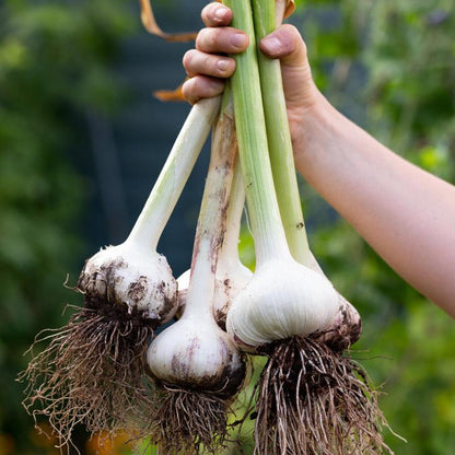 Organic Herbamare Original Salt 125g - A. Vogel - Salts - A. Vogel