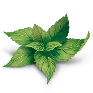 Organic Lime Mint Herbal Tea 17 Bags - Yogi Tea - Tea - Eco Natural Products