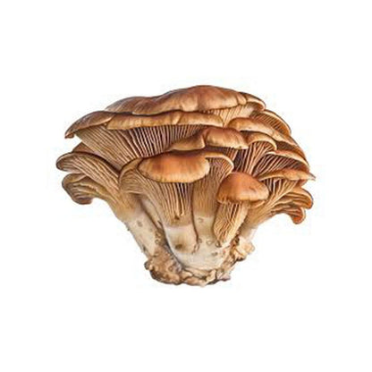 Organic Maitake Powder 60g - Mushrooms 4 Life - Mushroom powder - Eco Natural Products