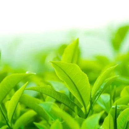 Organic Matcha Tea 50g - Green Origins - Matcha - Eco Natural Products