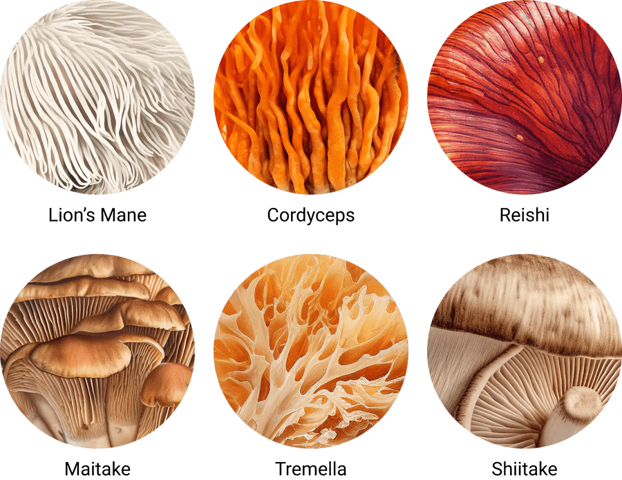 Organic Myco Synergy 60 Caps - Mushrooms 4 Life - Food Supplement - Eco Natural Products