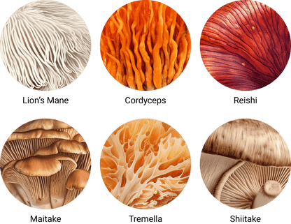 Organic Myco Synergy 60 Caps - Mushrooms 4 Life - Food Supplement - Eco Natural Products