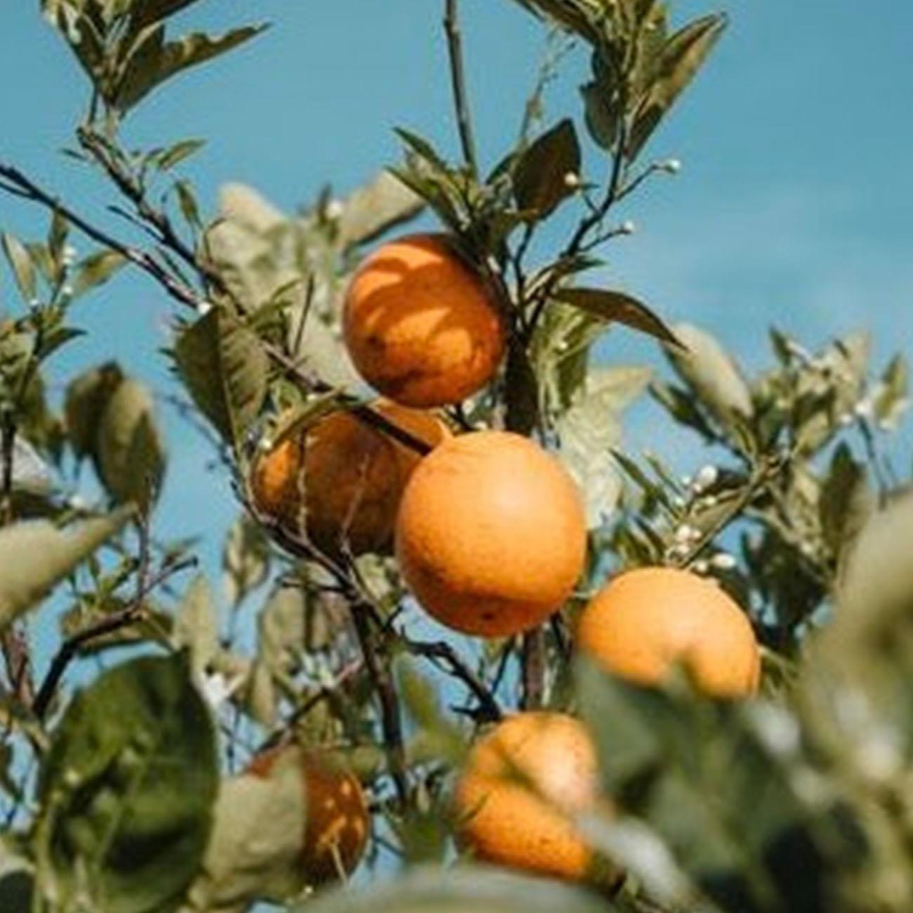 Organic Orange Chocolate Christmas Two Truffles Pack 2 pack - Booja - Booja - Booja - Booja