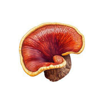 Organic Reishi Powder 60g - Mushrooms 4 Life - Mushroom powder - Eco Natural Products