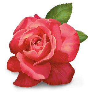 Organic Rose Herbal Tea 17 Bags - Yogi Tea - Tea - Eco Natural Products