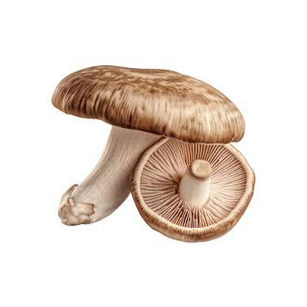 Organic Shiitake 60 Capsules - Mushrooms 4 Life - Mushroom powder - Eco Natural Products