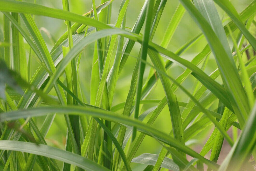 Palmarosa Pure Essential Oil 10ml - Amour Natural - Essential Oil - Eco Natural Products